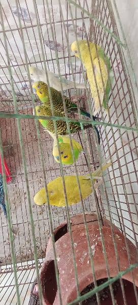 Australian bajri parrots full adults ph03020641418 5