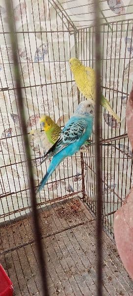 Australian bajri parrots full adults ph03020641418 6