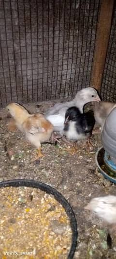 Hera Aseel ka chicks for sale
