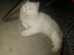 persian cat MALE for sale fresh  18k