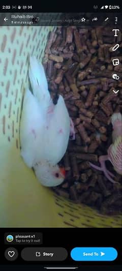 white and yellow ringneck chick