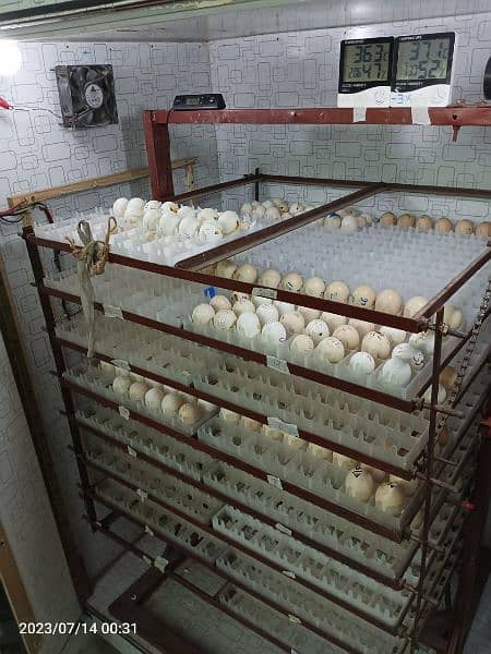 Egg Incubator 2048 Eggs Capacity. Durable. Long Life. O3357l57l7 1