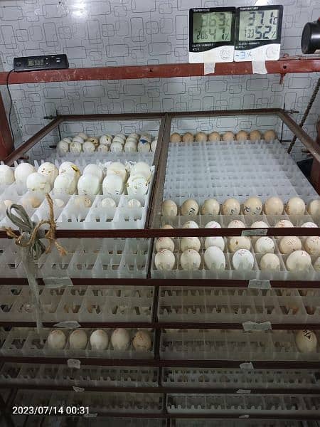 Egg Incubator 2048 Eggs Capacity. Durable. Long Life. O3357l57l7 2