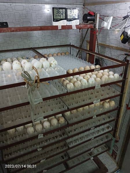 Egg Incubator 2048 Eggs Capacity. Durable. Long Life. O3357l57l7 3