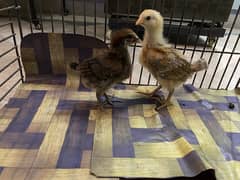 golden misri chicks