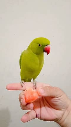 Green ringneck male parrot handtame