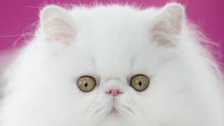 *Persian cat long code punch face*