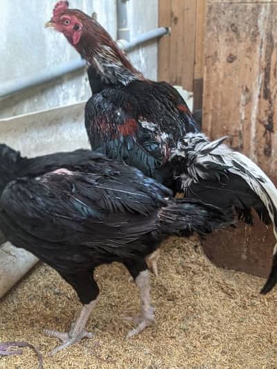 aseel mianwali pair Aseel