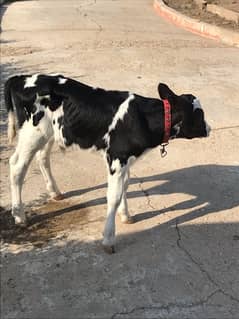 cow baby for sale urgent