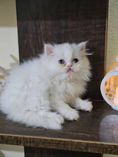 Persian kitten Extreme punch female for sale