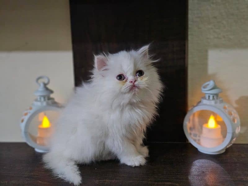 Persian kitten Extreme punch female for sale 2