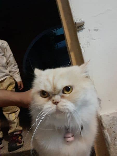 Persian punched face cat 2