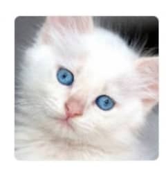 Male and female kittens
doll face
for sale 
Whatsapp 03006392115 0