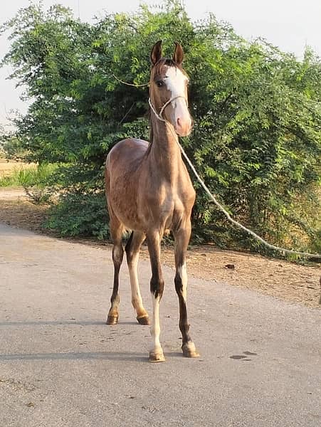 female horse wacheri  8 month age for sale 2