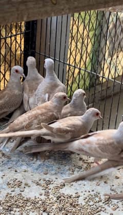 red doves for sale good size