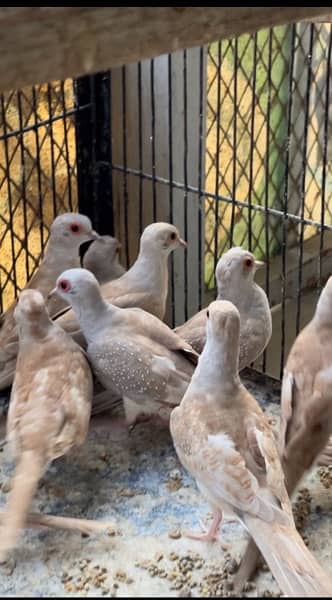 red doves for sale big size 1