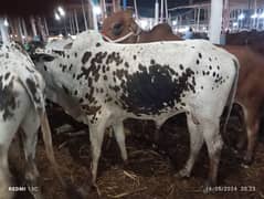 cow for sale qurbani 2024