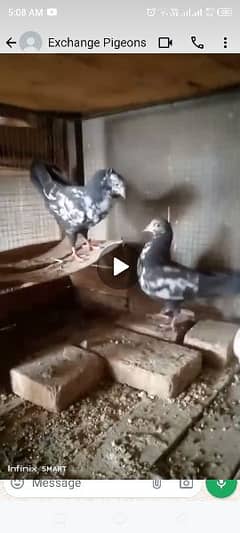 Beautiful Fancy pigeon pair for sale 0