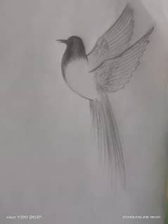Sparrow Sketch