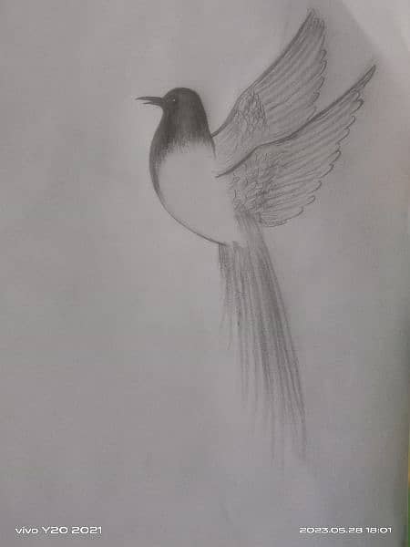 Sparrow Sketch 0