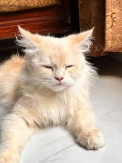 female ginger persian cat 0
