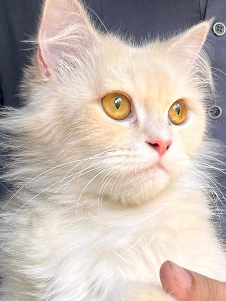 female ginger persian cat 1