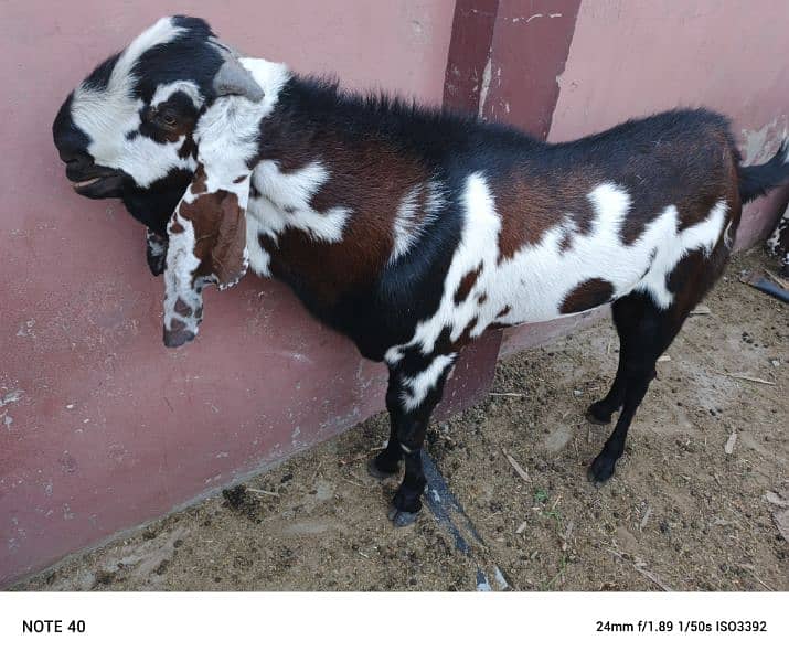 I want to sell my goats 4