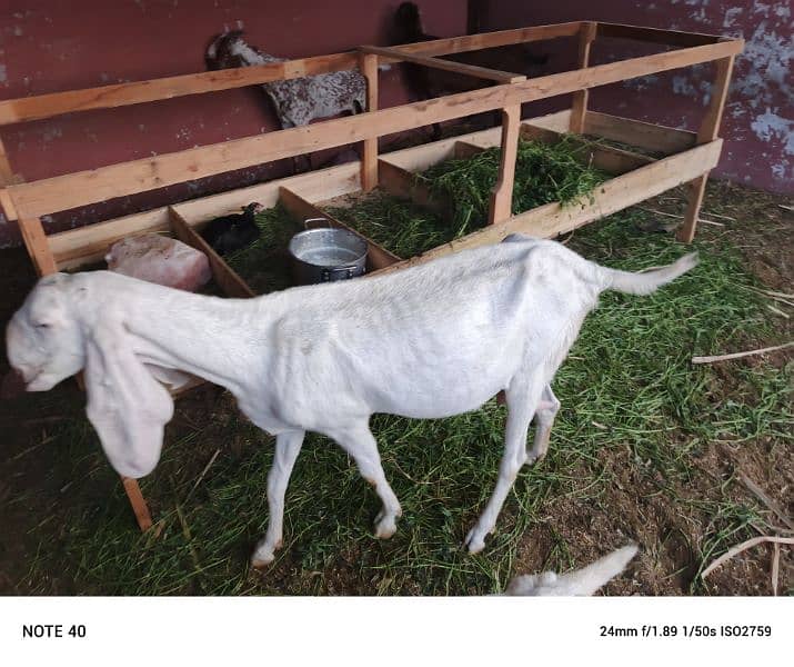 I want to sell my goats 11