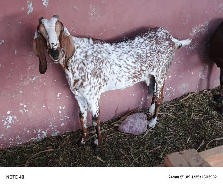 I want to sell my goats 14