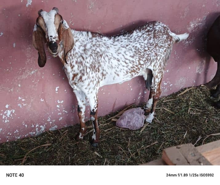 I want to sell my goats 15