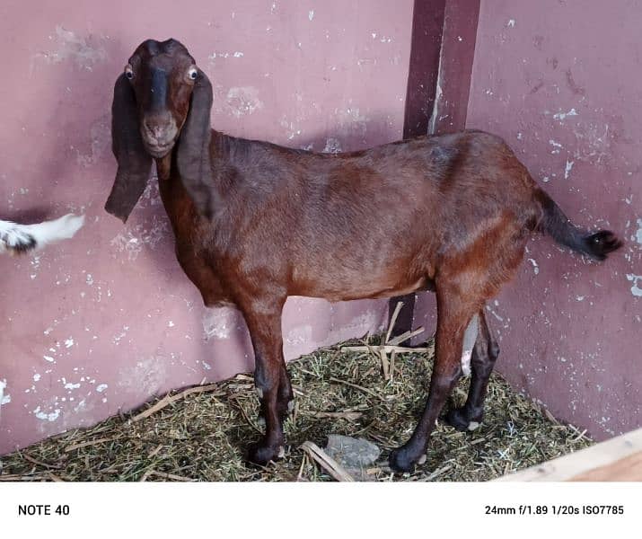 I want to sell my goats 16