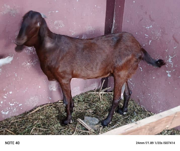 I want to sell my goats 17