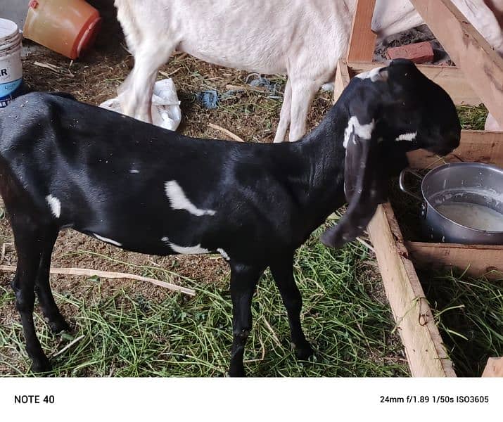 I want to sell my goats 19