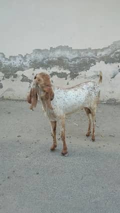 breeder goat Nasli or Asli