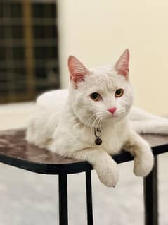 White Persian Cat 0