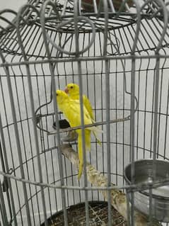 yellow ringneck age 8 months and Green ringneck breeder pairs