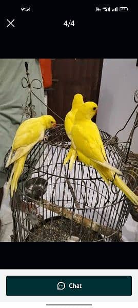 yellow ringneck age 8 months and Green ringneck breeder pairs 2