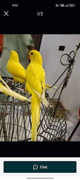 yellow ringneck age 8 months and Green ringneck breeder pairs 3