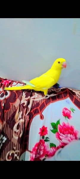 yellow ringneck age 8 months and Green ringneck breeder pairs 6