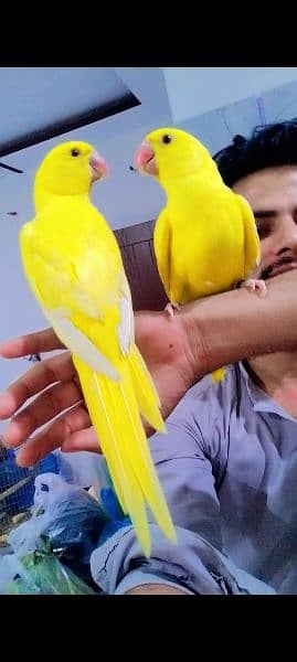 yellow ringneck age 8 months and Green ringneck breeder pairs 7
