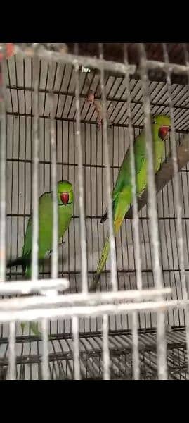 yellow ringneck age 8 months and Green ringneck breeder pairs 8
