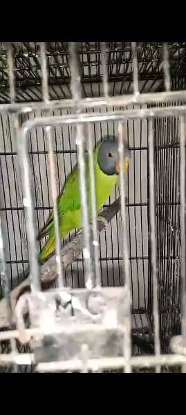 yellow ringneck age 8 months and Green ringneck breeder pairs 9