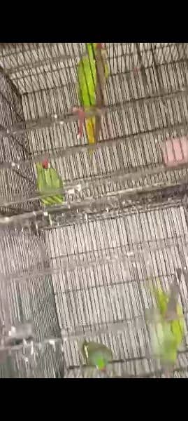yellow ringneck age 8 months and Green ringneck breeder pairs 10