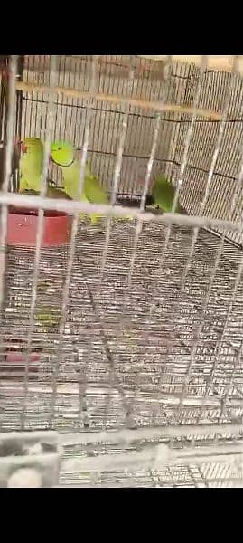 yellow ringneck age 8 months and Green ringneck breeder pairs 11