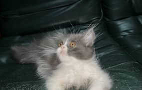 Persian Kitten for Sale 0