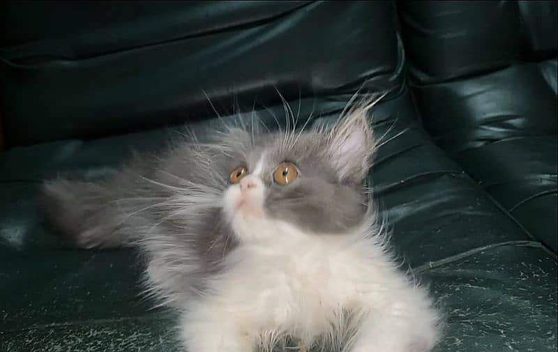 Persian Kitten for Sale 0
