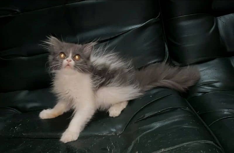 Persian Kitten for Sale 1
