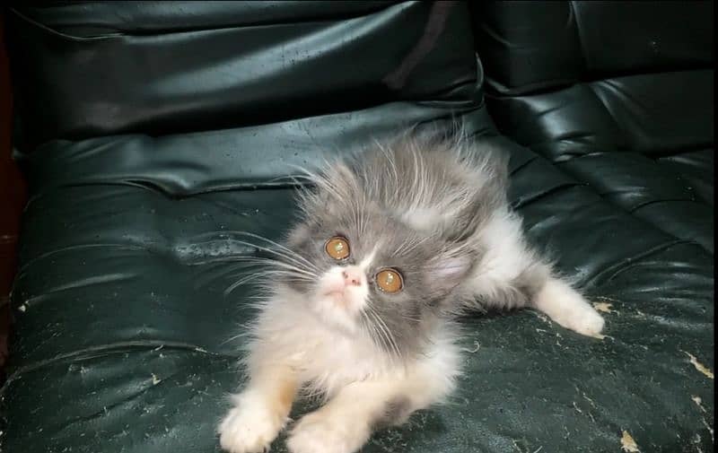 Persian Kitten for Sale 2