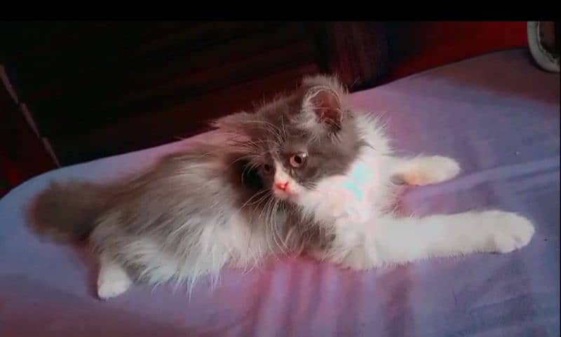 Persian Kitten for Sale 3