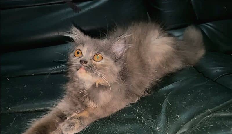 Persian Kitten for Sale 4